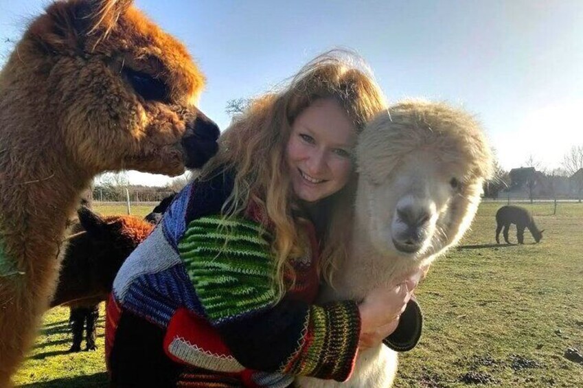 Alpaca hike at Richmond Castle