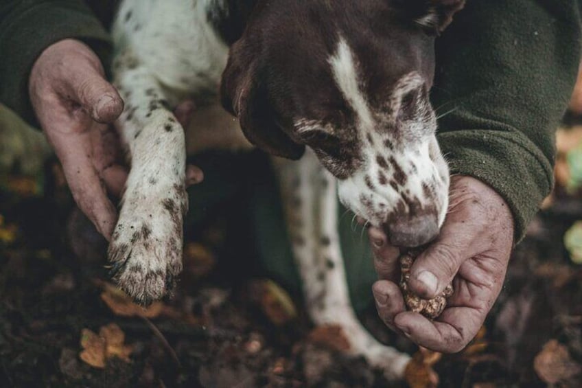 Truffle Hunting with Lunch and Brunello DOCG in Montalcino