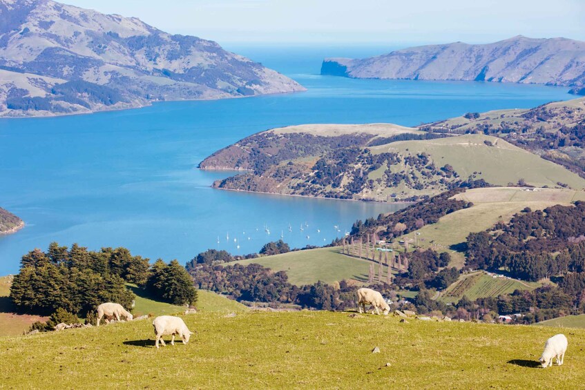 Picture 11 for Activity Lyttelton: Shore Excursion, Akaroa, Small Group Tour