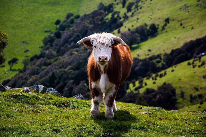 Picture 5 for Activity Lyttelton: Shore Excursion, Akaroa, Small Group Tour