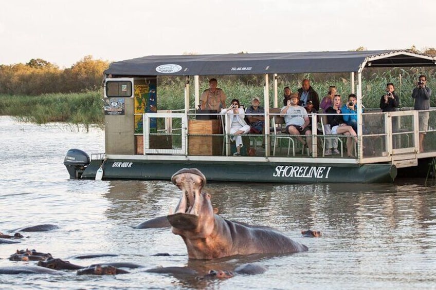 2 Hour Hippo Cruise