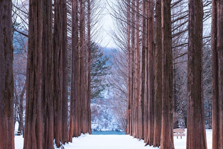 Picture 5 for Activity From Seoul: Vivaldi Park Ski World with Nami Island Day Tour