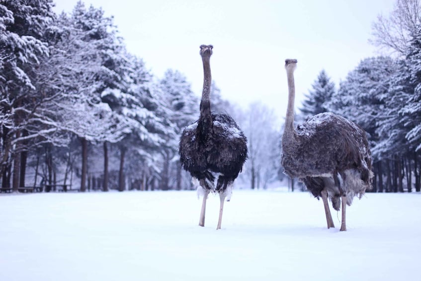 Picture 7 for Activity From Seoul: Vivaldi Park Ski World with Nami Island Day Tour