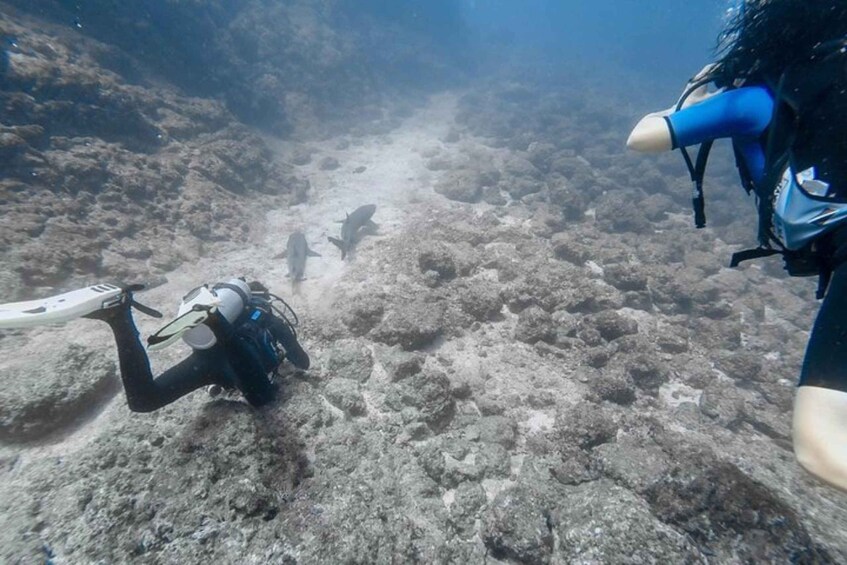 Picture 2 for Activity Tamarindo: Refresher Scuba Diving Course