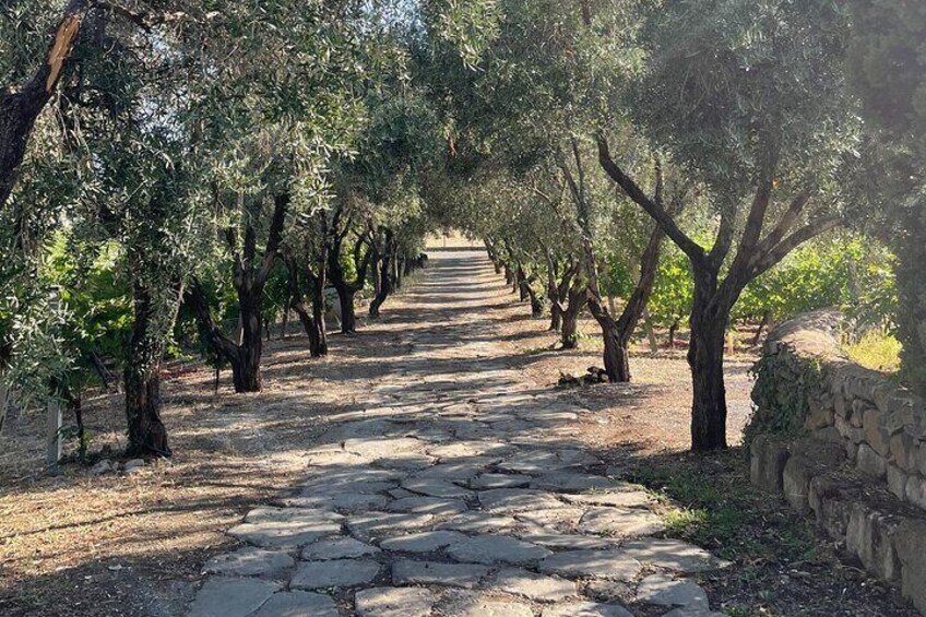 From Rome: Wine tasting at the oldest winery in Castelli Romani