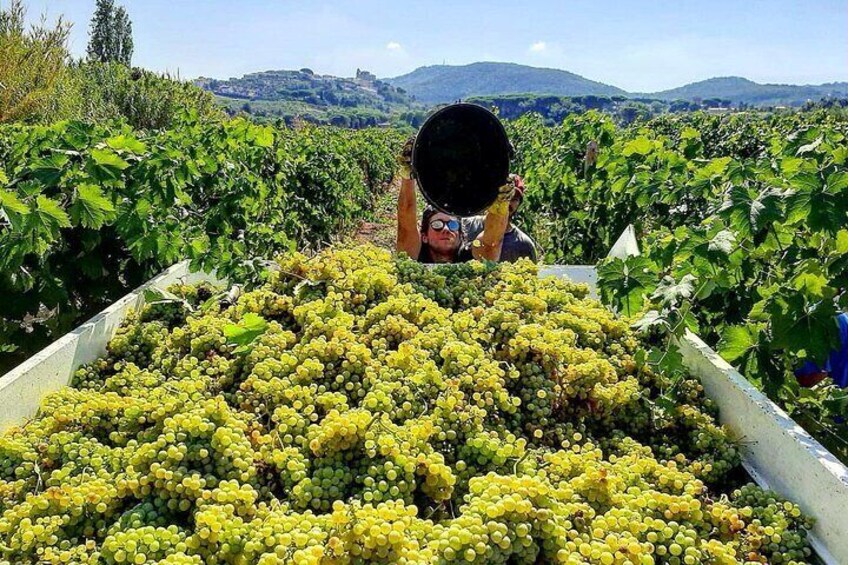 From Rome: Wine tasting at the oldest winery in Castelli Romani