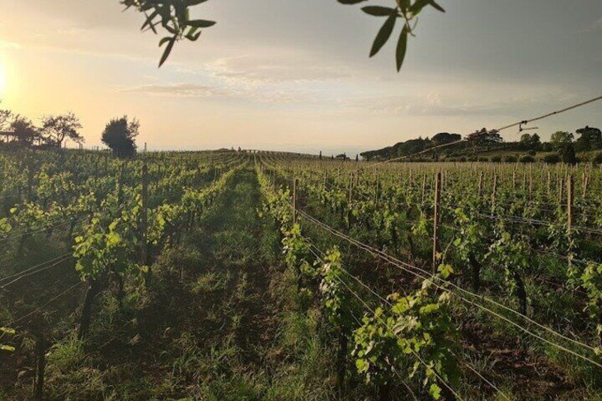 From Rome: Wine tasting at the oldest winery in Castelli Romani