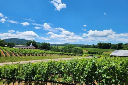 5 Hour Historic Thomas Jefferson Wine Tour