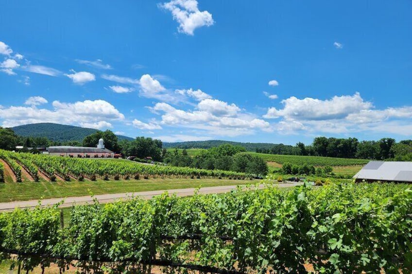 Barboursville Vineyard