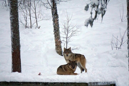 Ranua Arctic Zoo - A Guided Day Tour From Rovaniemi