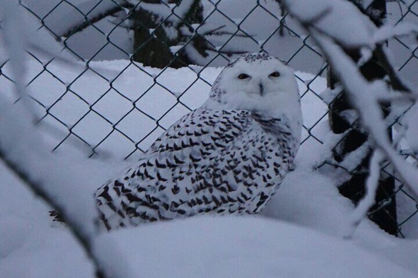 Ranua Zoo- Guided day tour from Rovaniemi 