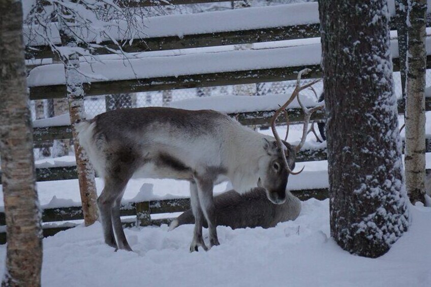 Ranua Zoo- Guided day tour from Rovaniemi 