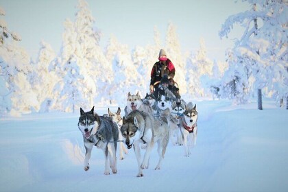 10km Husky Ride in the Taiga Forest and Visiting the Kennel