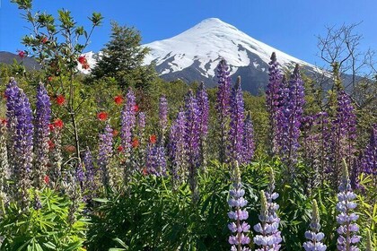 Osorno Volcano & Vicente Pérez Rosales National Park for Cruisers