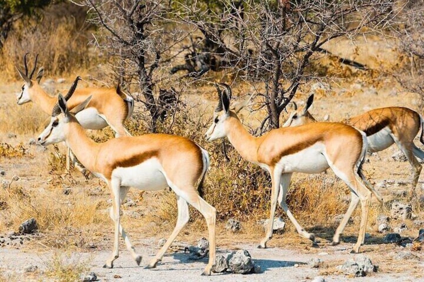 Kruger National Park Wildlife
