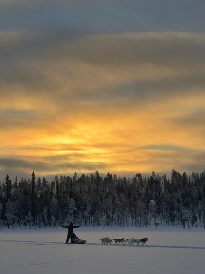 Picture 4 for Activity Ivalo: Responsible Husky Safari at Happy Huskies