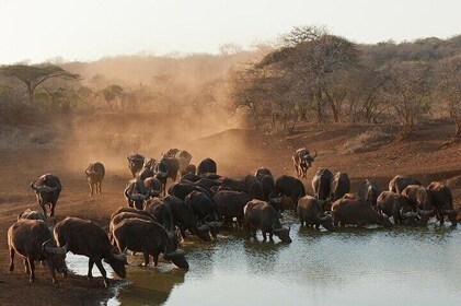 2-Day Kruger Overland Big 5 Safari Tour from Johannesburg