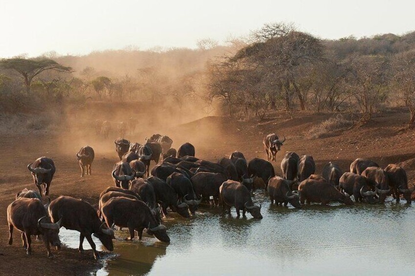 Kruger National Park