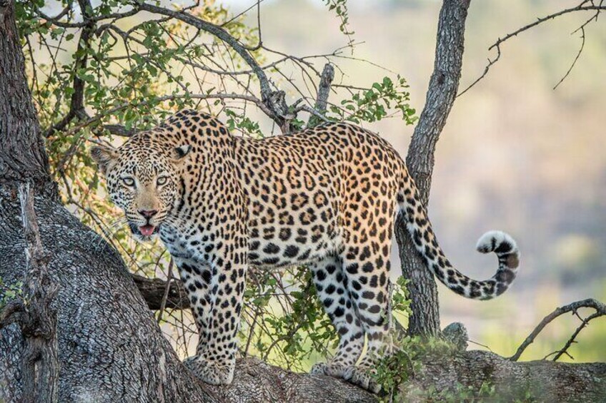 Kruger National Park