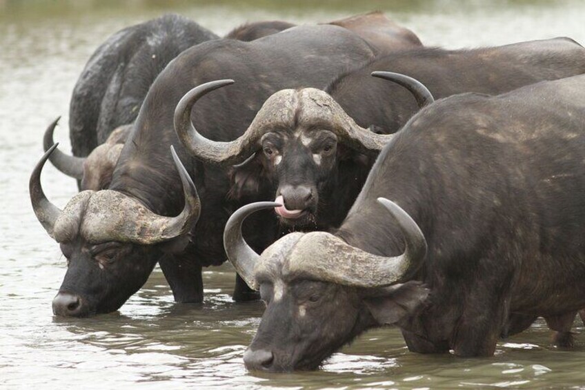 Kruger National Park