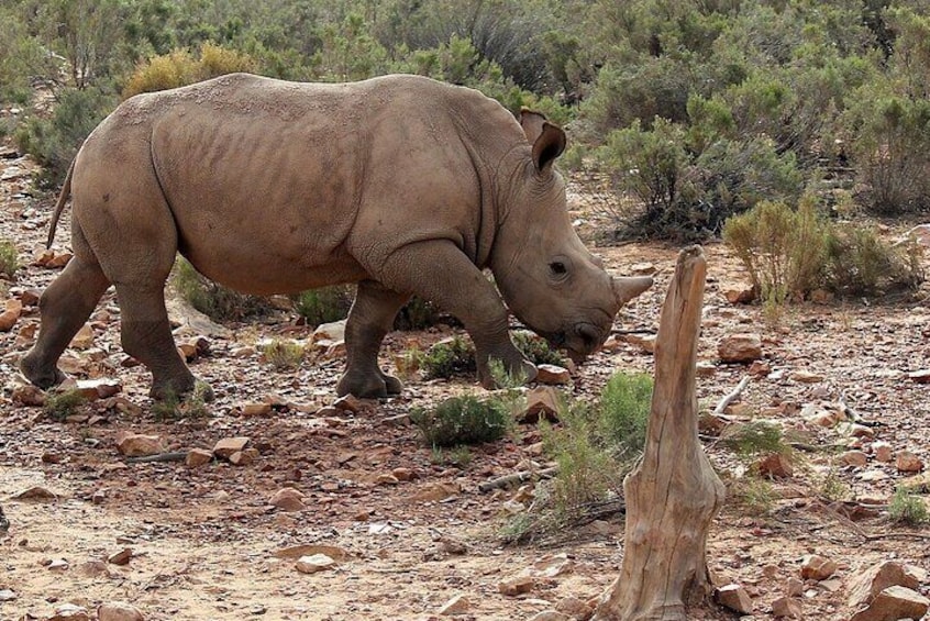 Kruger National Park Wildlife