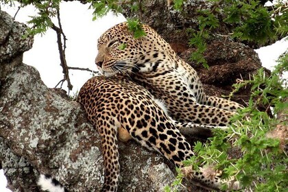 10 Days Kenya and Tanzania Budget Safari Tour