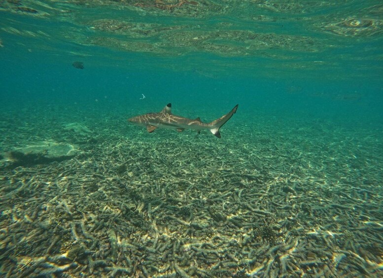 Picture 5 for Activity Koh Tao: Koh Nangyuan & Hidden Bays Snorkeling Tour w/ Lunch