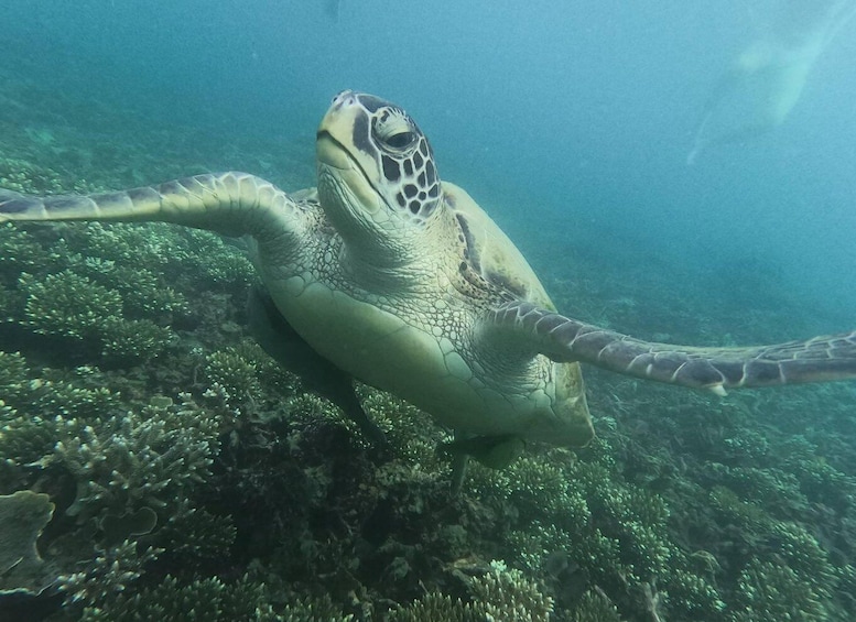 Picture 22 for Activity Koh Tao: Koh Nangyuan & Hidden Bays Snorkeling Tour w/ Lunch