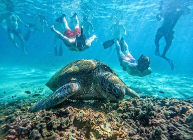 Koh Tao: Koh Nangyuan & Hidden Bays Snorkeling Tour w/ Lunch