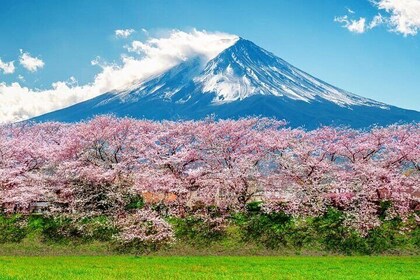 Mount Fuji Private Full Day Tour from Tokyo by Car or Van