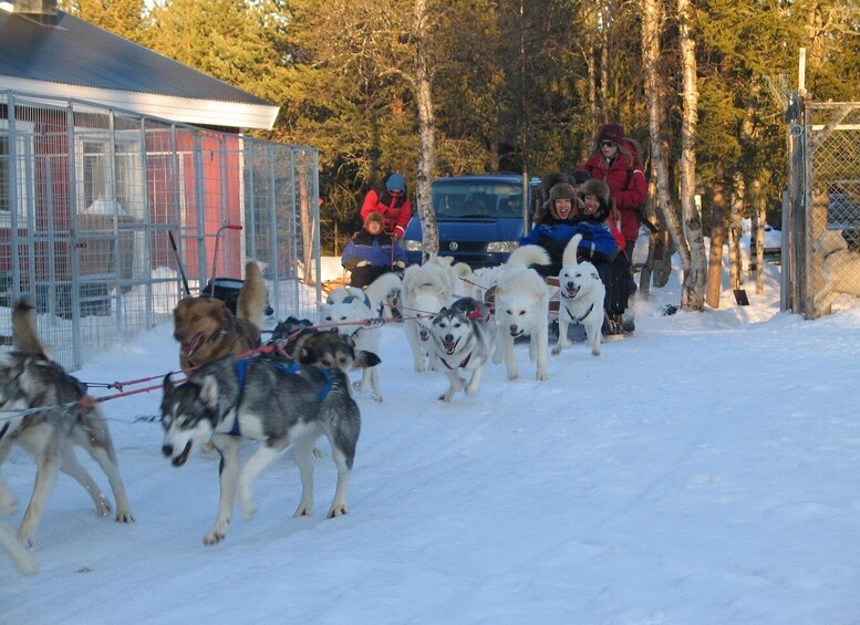 Picture 4 for Activity Kiruna: Family-friendly Short Husky Tour with Coffee