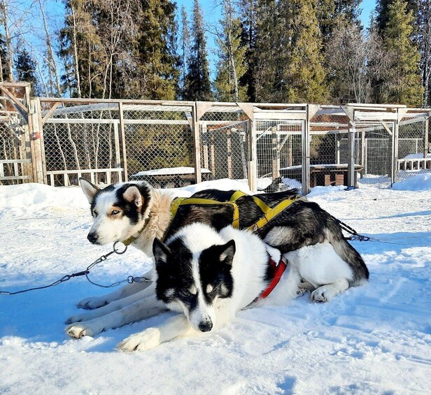 Picture 5 for Activity Kiruna: Family-friendly Short Husky Tour with Coffee