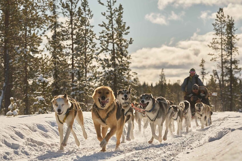 Kiruna: Family-friendly Short Husky Tour with Coffee