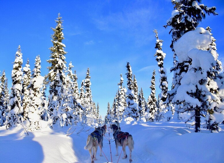 Picture 2 for Activity Kiruna: Family-friendly Short Husky Tour with Coffee