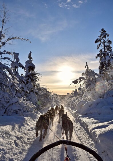 Picture 3 for Activity Kiruna: Family-friendly Short Husky Tour with Coffee