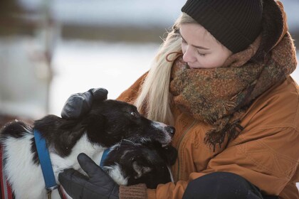 Kiruna: Husky Memory Mindful Dog Sleigh Tour