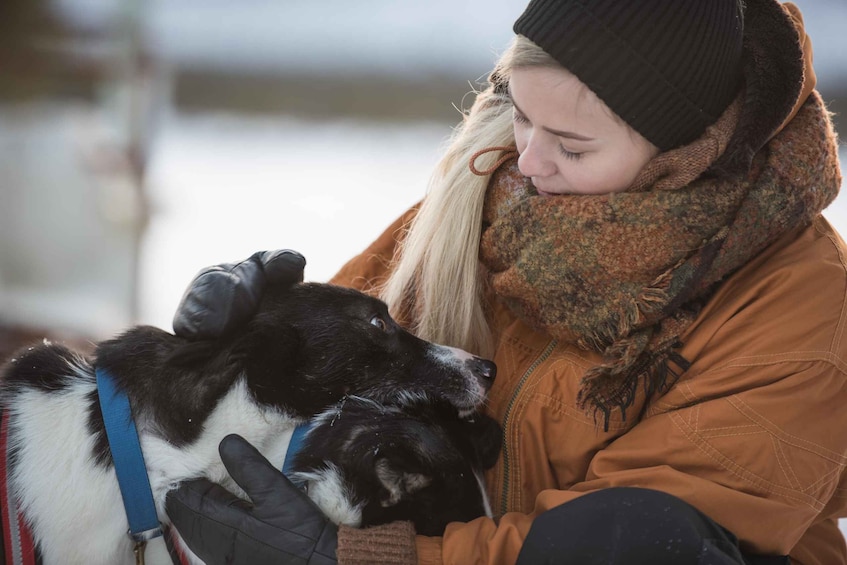 Kiruna: Husky Memory Mindful Dog Sled Tour