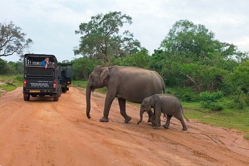 Yala National Park Morning Safari Tours