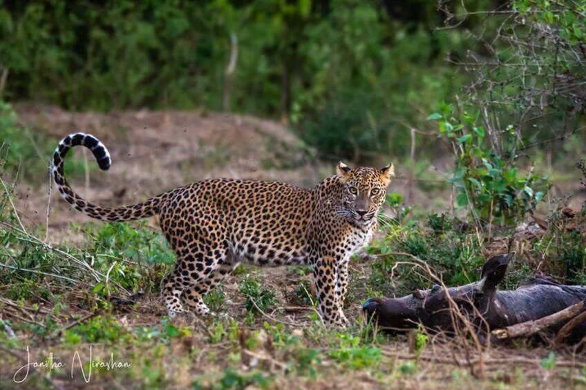 Yala National Park Special Leopard Safari Tours By Dinuka Safari