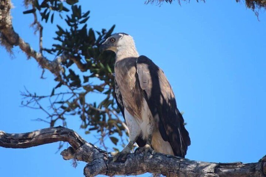 Yala National Park Special Leopard Safari Tours By Dinuka Safari