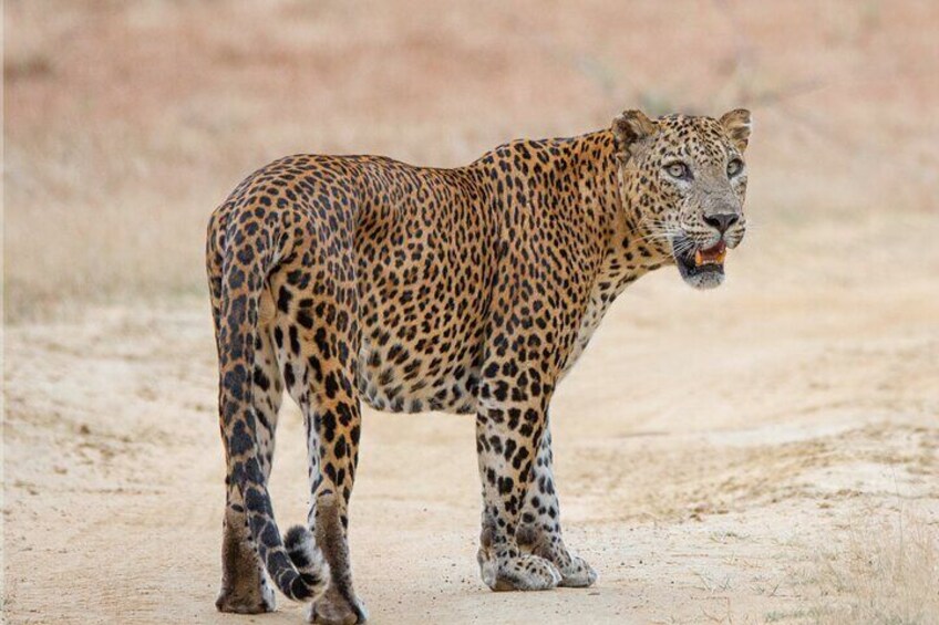 Yala National Park Special Leopard Safari Tours By Dinuka Safari