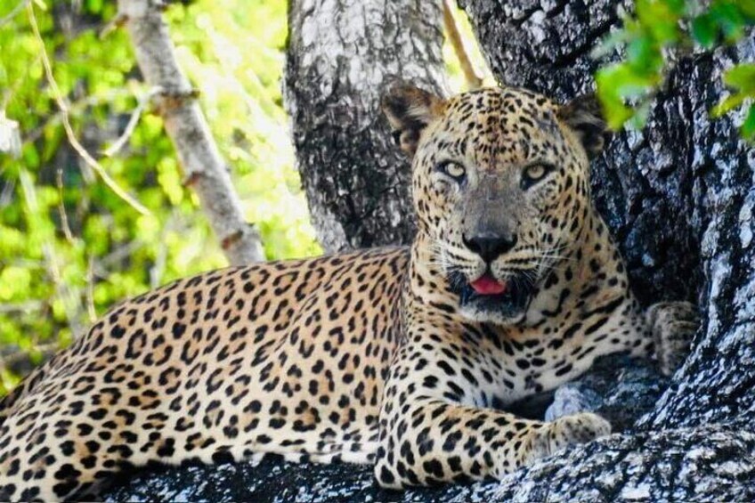 Yala National Park Special Morning Safari Tours 4.45Am-10.00Am