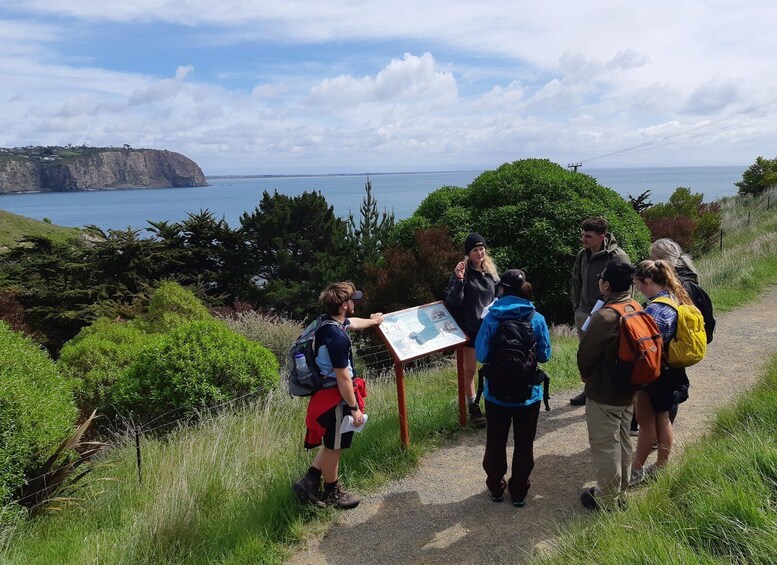 Lyttelton: Shore Excursion, Godley Head, Small Group Tour