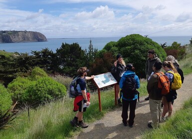 Lyttelton: Shore Excursion, Godley Head, Small Group Tour