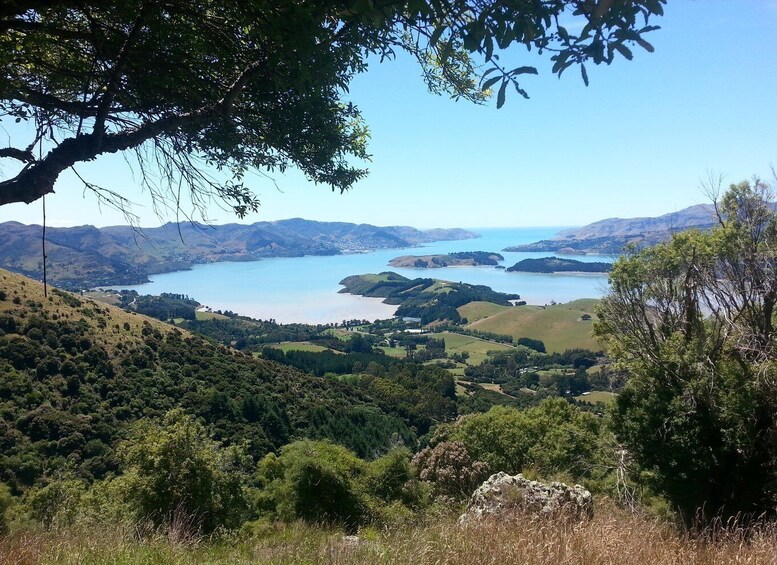 Lyttelton: Shore Excursion, Packhorse Hut, Small Group Tour