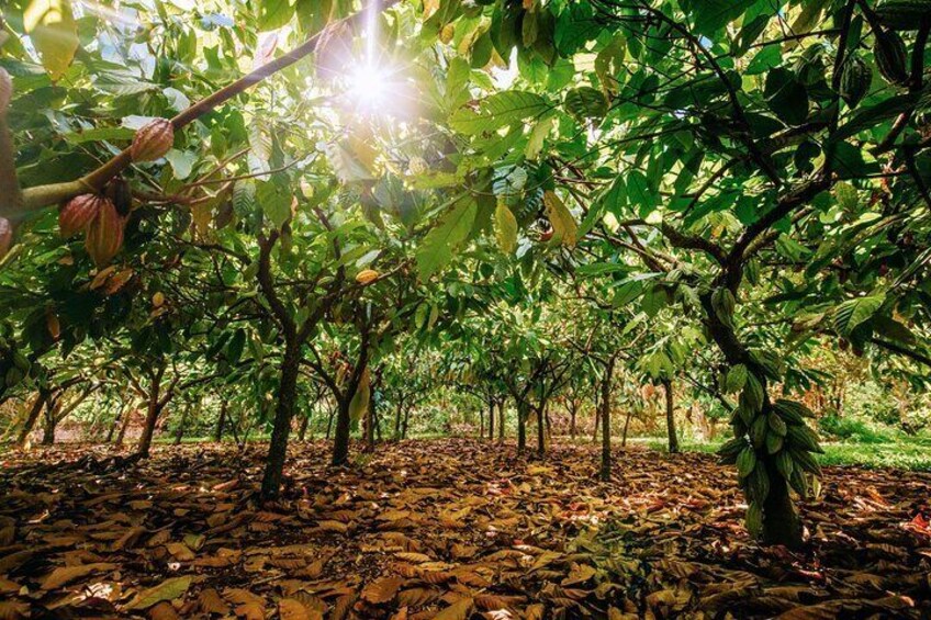 Kauai Chocolate Farm Tasting Tour 