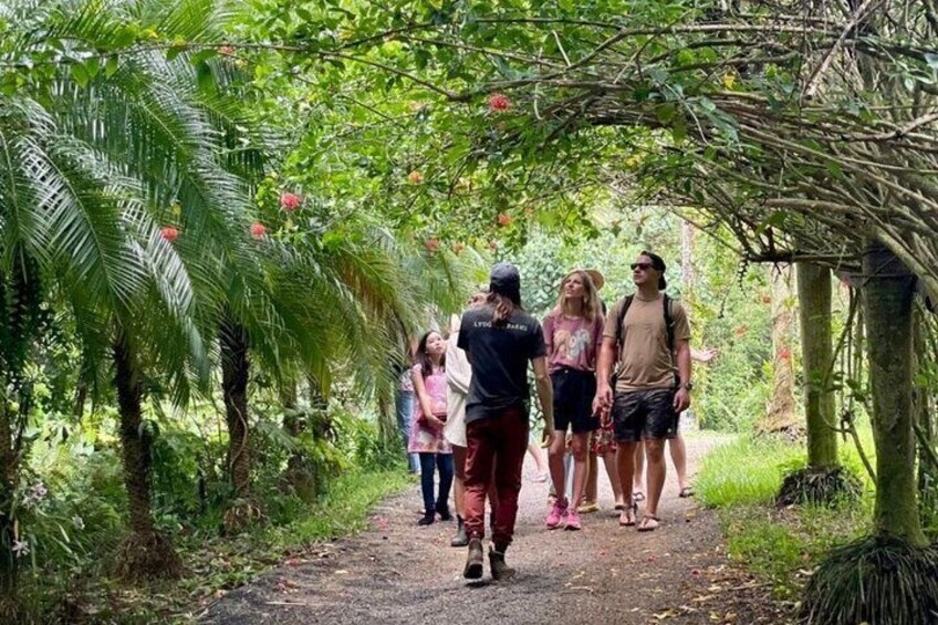 Kauai Chocolate Farm Tasting Tour 