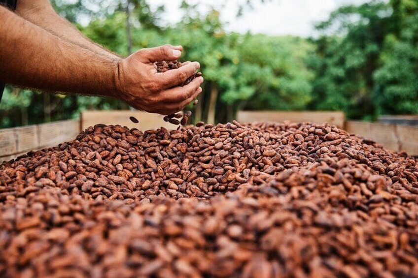 Kauai Chocolate Farm Tasting Tour 