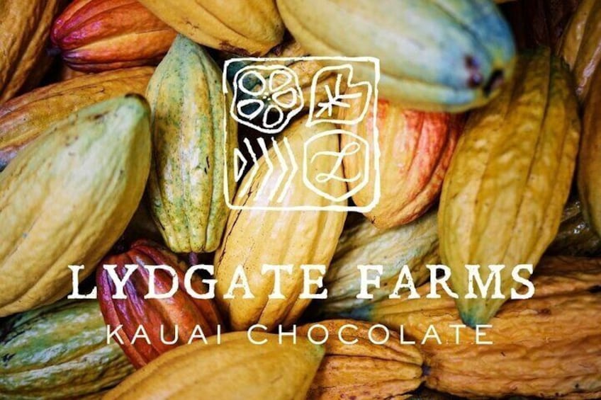 Kauai Chocolate Farm Tasting Tour