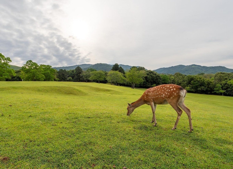 Picture 26 for Activity From Osaka/Kyoto: Kyoto & Nara Day Trip with Lunch